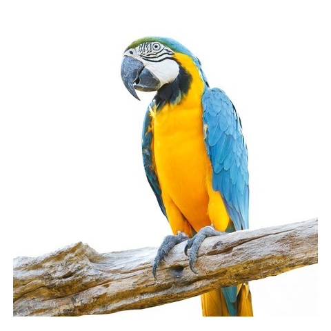 Blue and Gold Macaw (Breeding Pair)