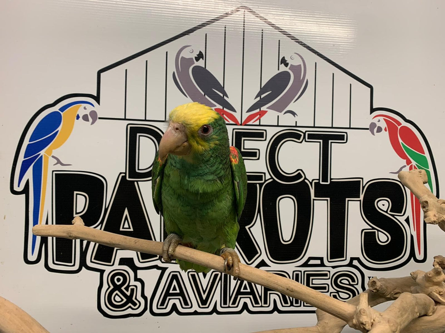 Double Yellow-Headed Amazon (Breeding Pair)