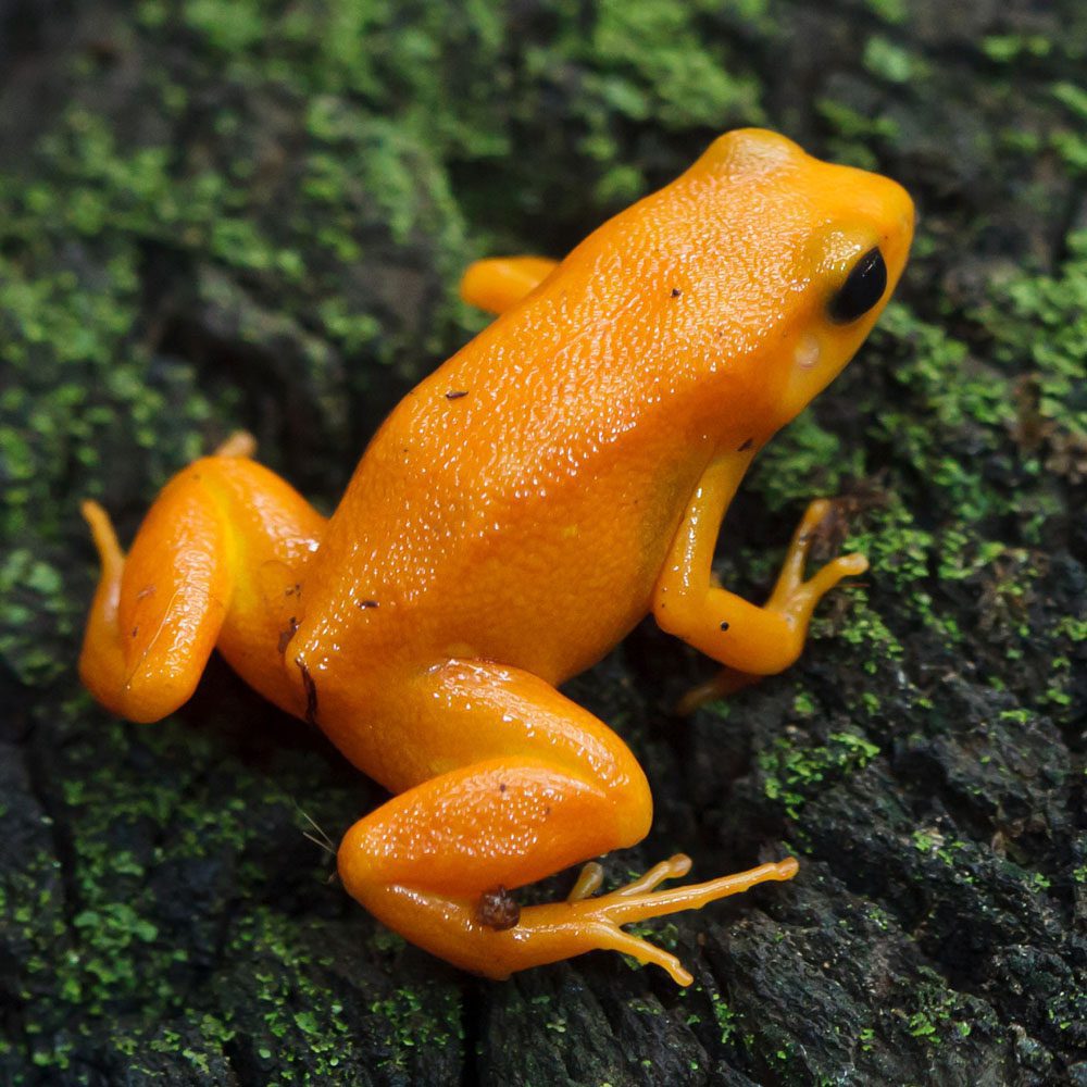 Golden Mantella