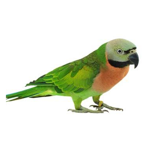 Moustache Parakeet (Single Female 2022)
