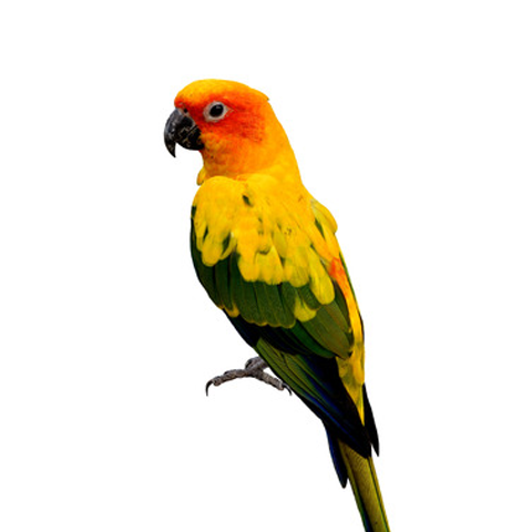 Sun Conure (Single Male 2020)
