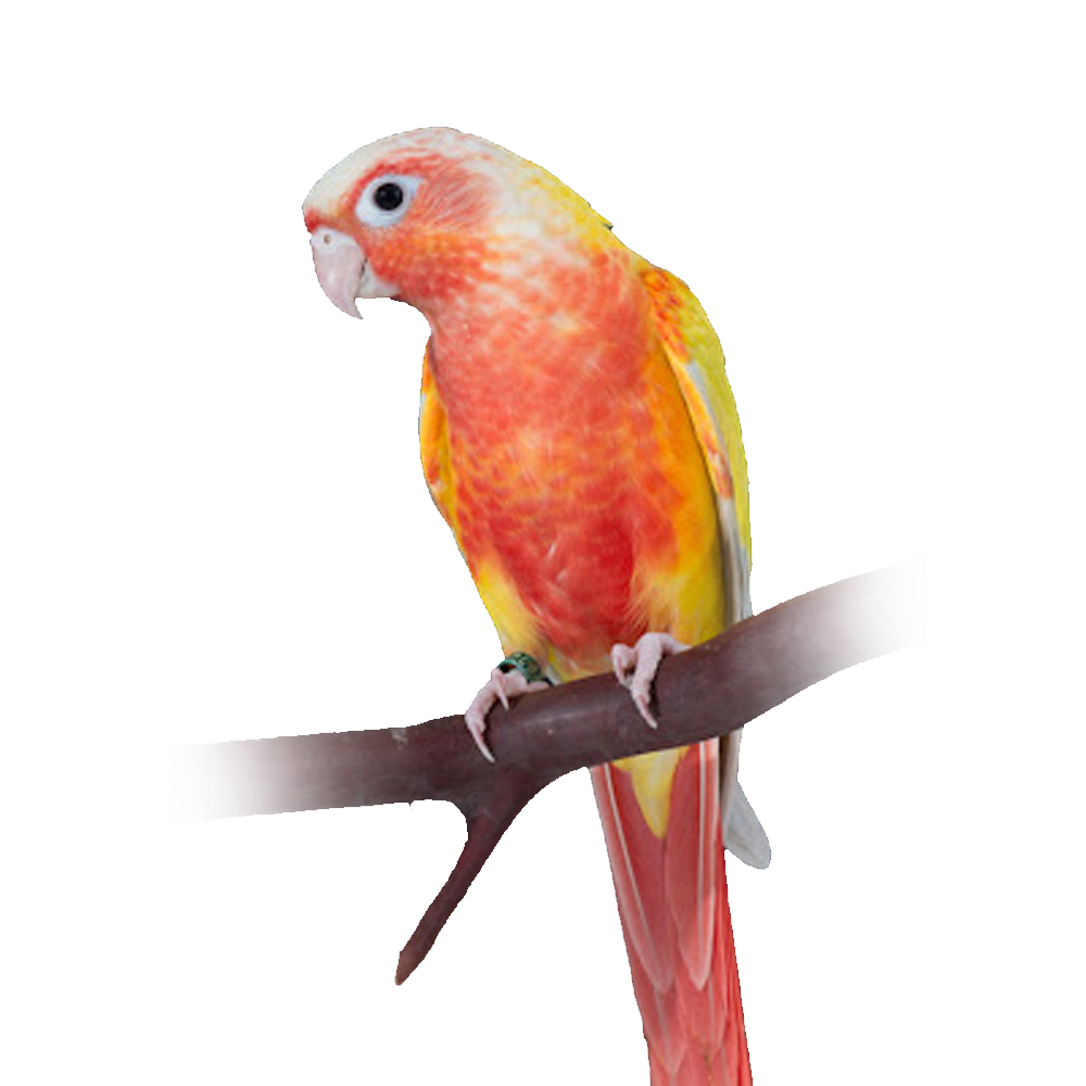 Suncheek Conure