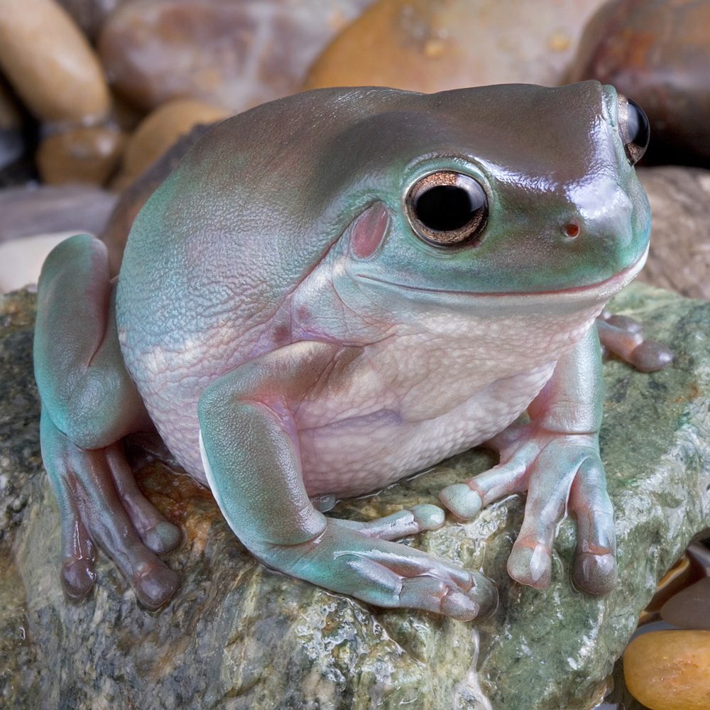Whites Treefrog