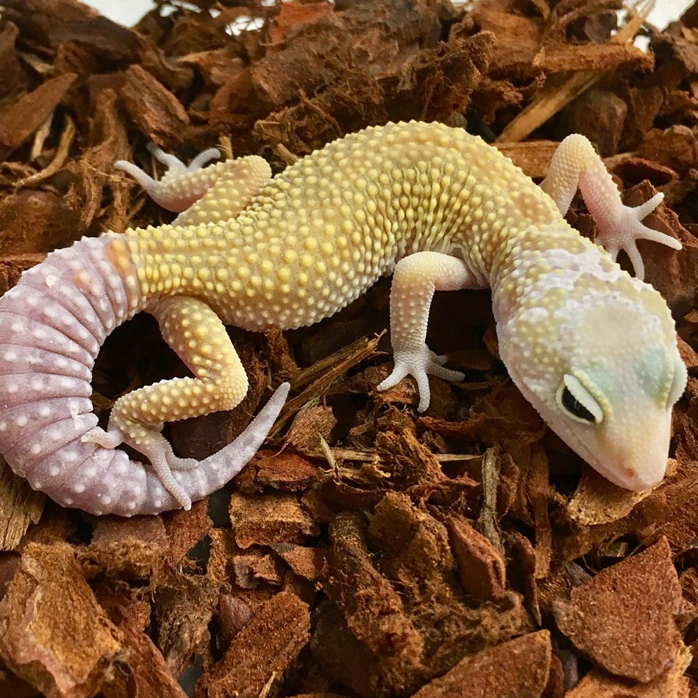 Leucistic Leopard Gecko