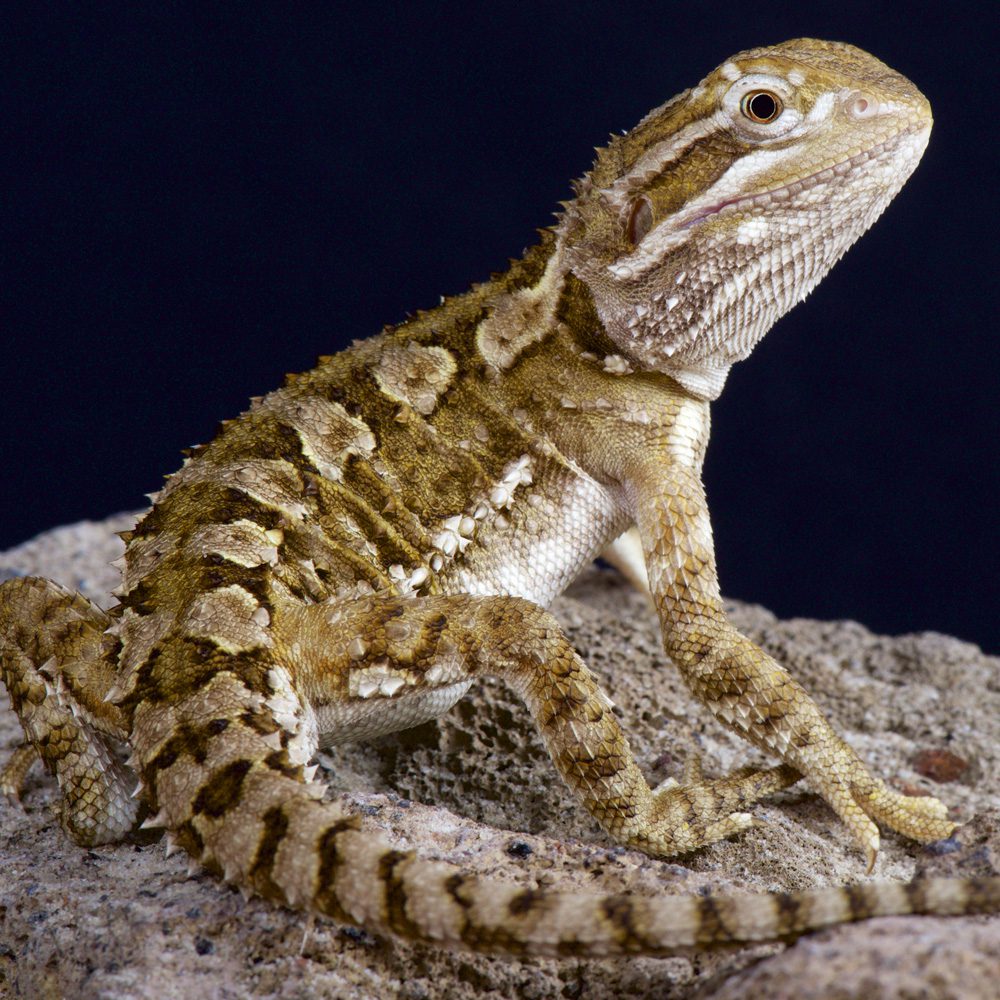 Rankins Dragon