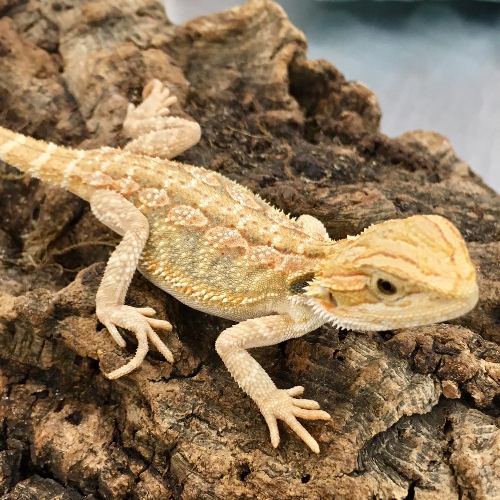 Hypo Bearded Dragon