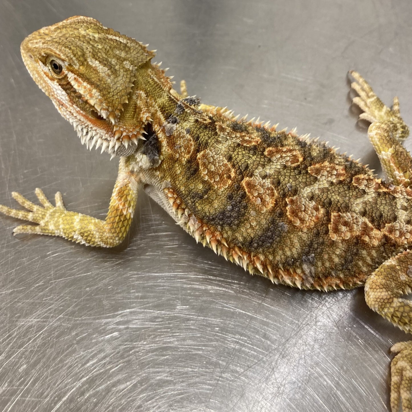 Blue bar Bearded Dragon