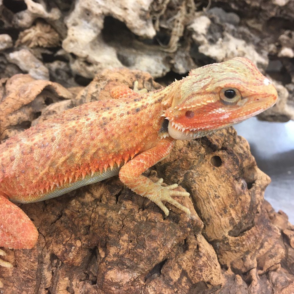 Translucent Bearded Dragon