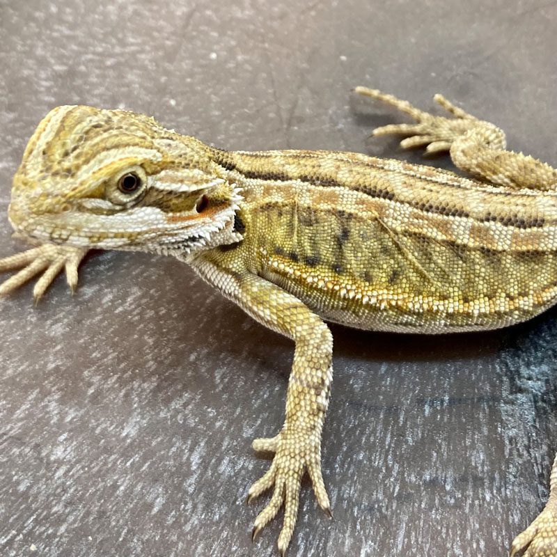 Genetic Stripe Leatherback Bearded Dragon