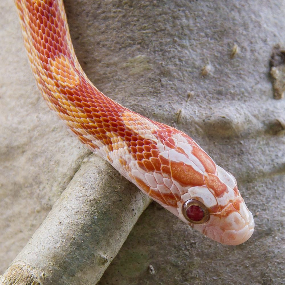 Ultramel Corn Snake