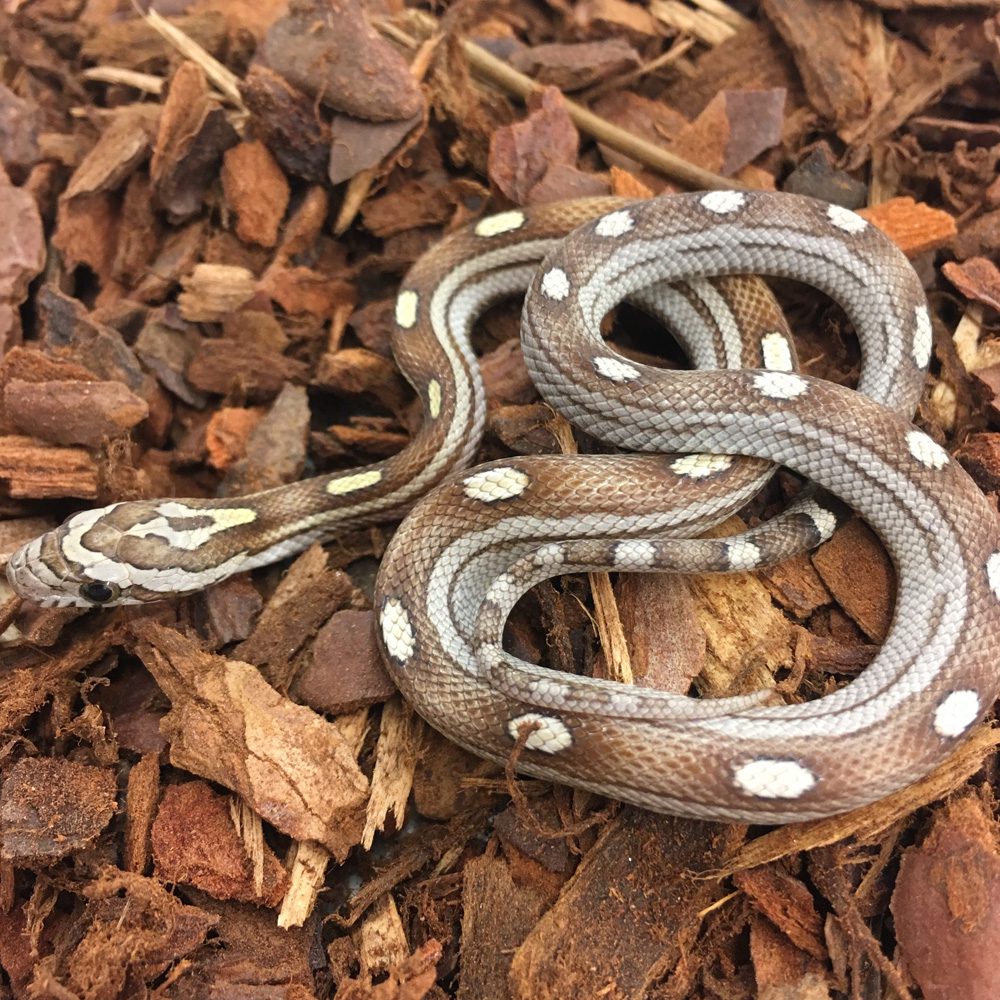 Caramel Motley Corn Snake