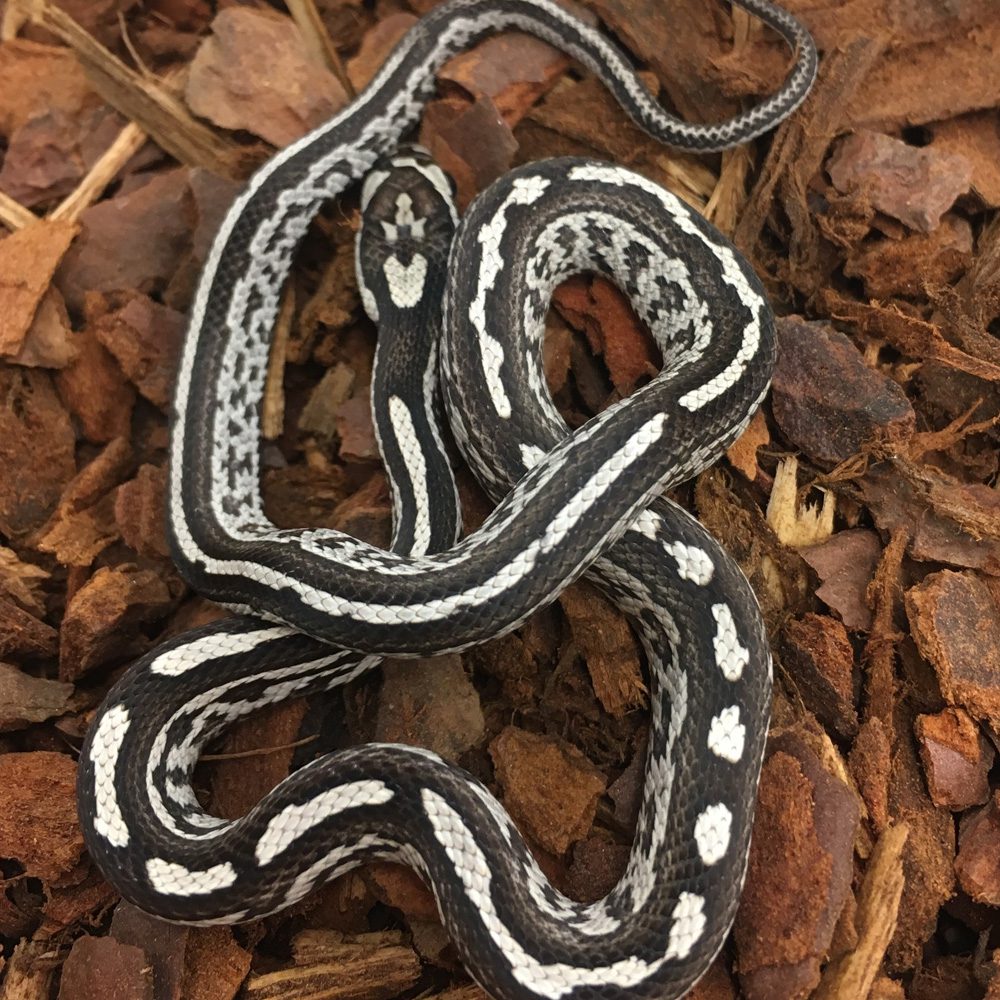 Anery Tessera Corn Snake