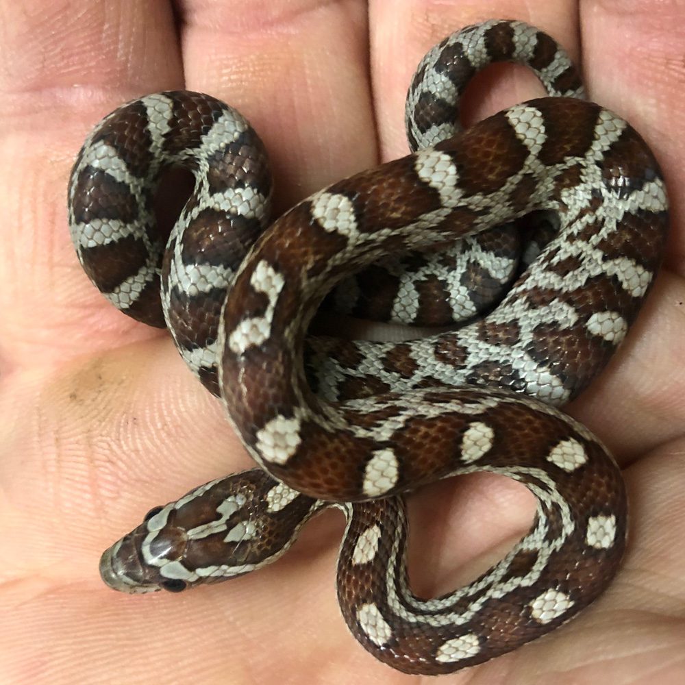 Miami Corn Snake