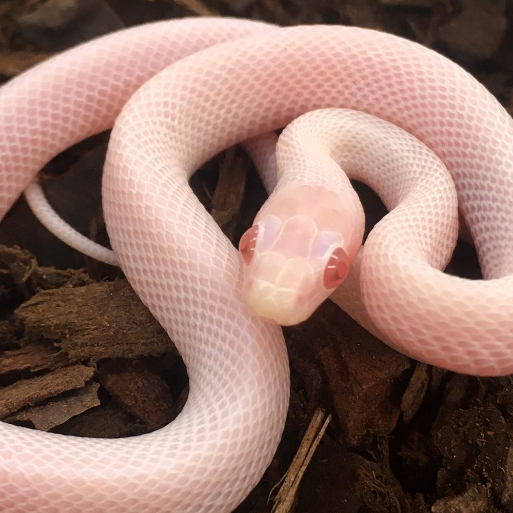 Whiteout Corn Snake