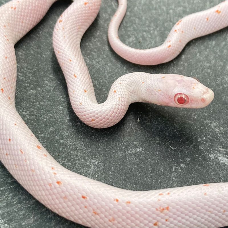 Amel Palmetto Corn Snake