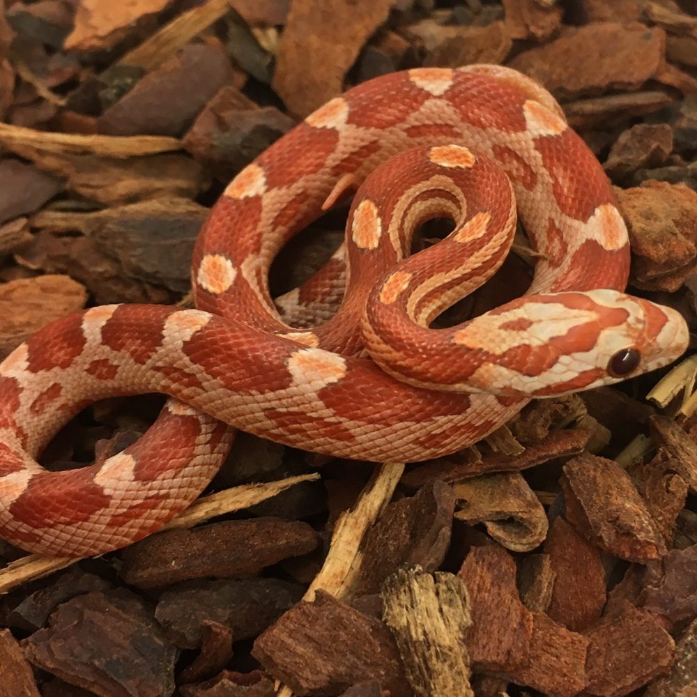 Hypo Motley Corn Snake