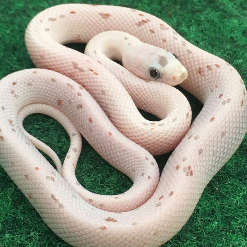 Palmetto Corn Snake