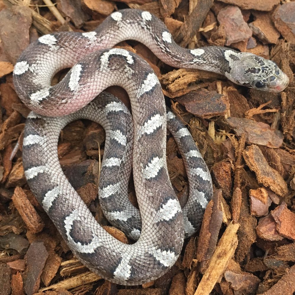 Pied Sided Granite Corn Snake