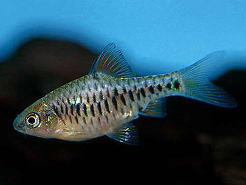 CHECKER BARB ML