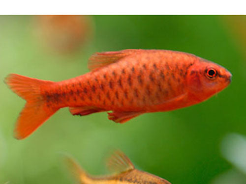 CHERRY BARB L