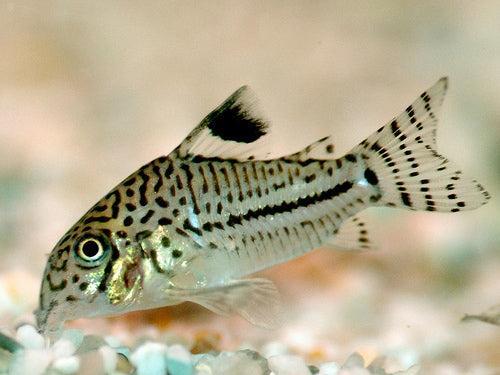 CORYDORAS JULII L