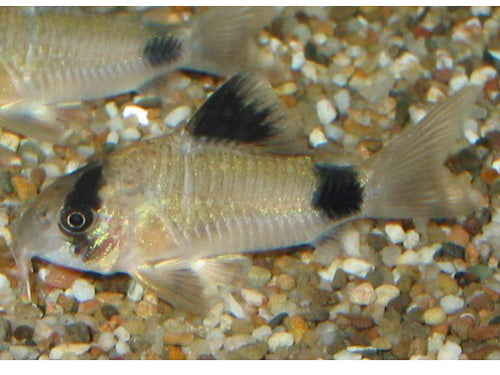 CORYDORAS PANDA L