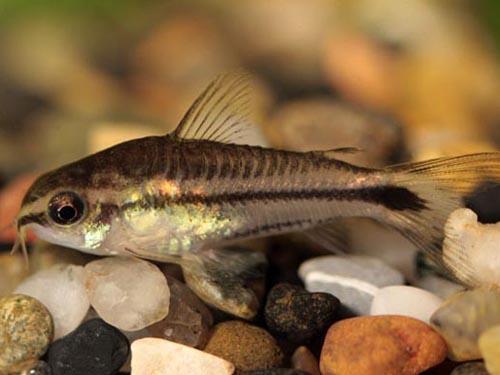 CORYDORAS PYGMY