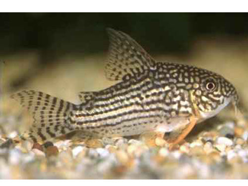 CORYDORAS STERBAI L