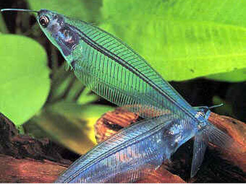THAILAND GLASS CATFISH ML