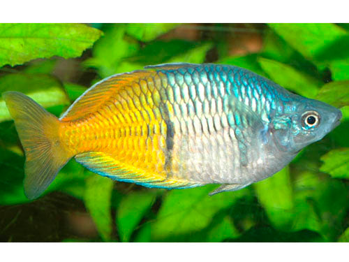 BOESMANI RAINBOW 1.5"