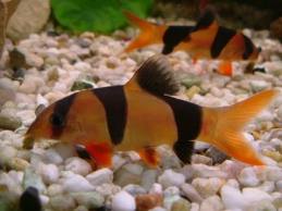CLOWN LOACH 2"