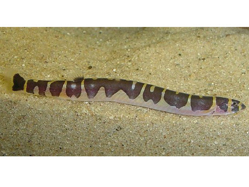 COOLIE LOACH L