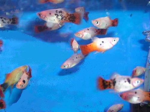 ASSORTED PLATY ML