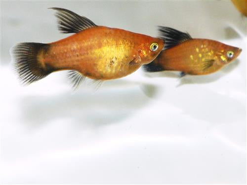 SUNSET WAG PLATY ML