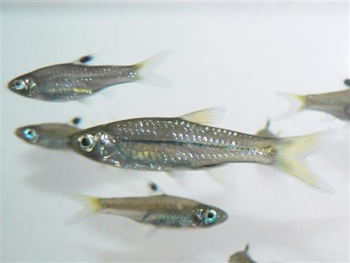 EMERALD EYE RASBORA M
