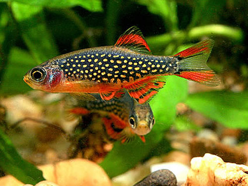 GALAXY RASBORA 1.5cm
