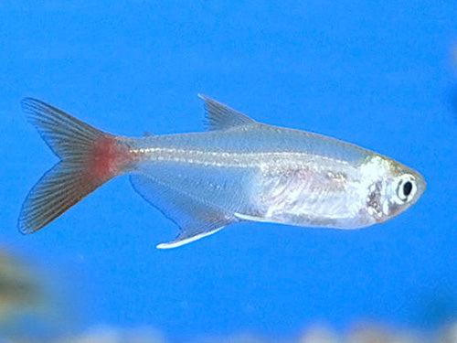 GLASS BLOODFIN TETRA ML