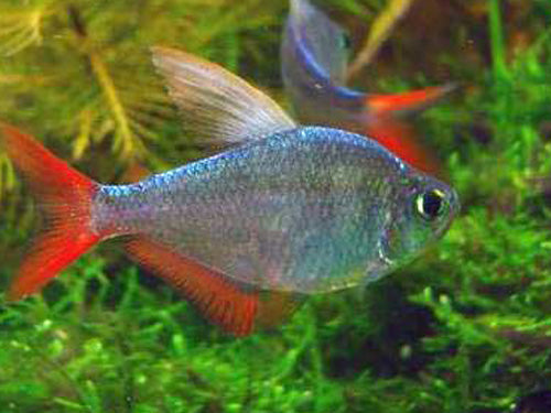 COLUMBIAN REDFIN TETRA ML