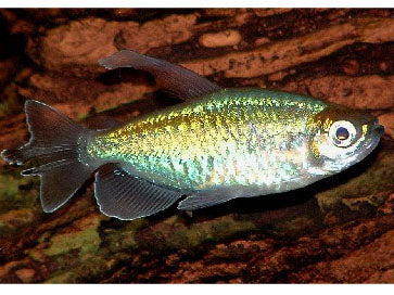 CONGO TETRA ML
