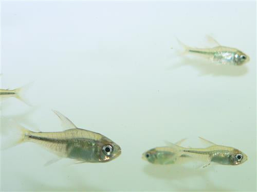 DIAMOND TETRA ML