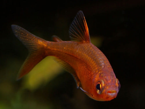 EMBER TETRA M-ML