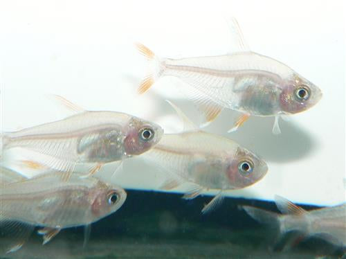 WHITE FIN TETRA ML
