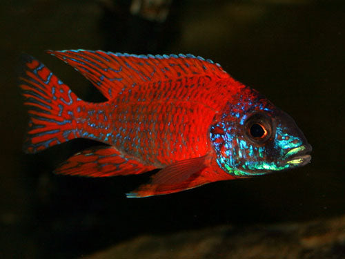 AULONOCARA RED SIDED PEACOCK 3"