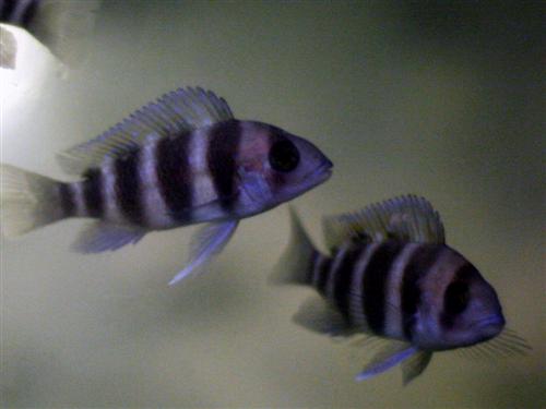 CYPHOTILAPIA FRONTOSA SM