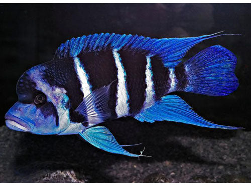 CYPHOTILAPIA FRONTOSA SM