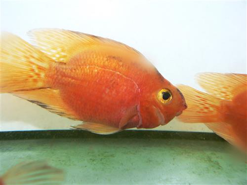RED FIRE PARROT 3"