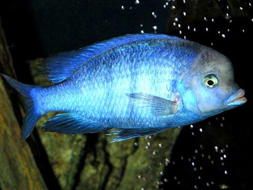 HAPLOCHROMIS MOORII 2"