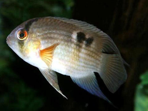 KEYHOLE CICHLID SM