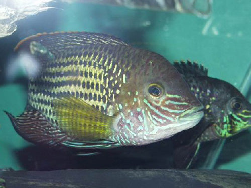 GREEN TERROR M