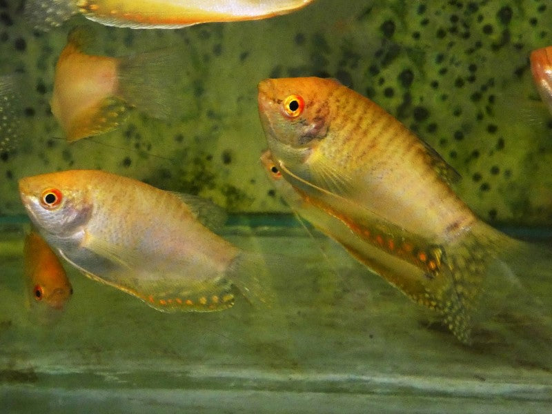 GOLD GOURAMI M